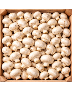 Kültür Mantarı (1 paket)
