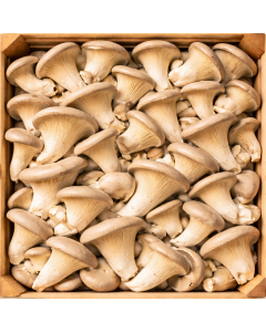 İstiridye Mantarı (1 paket)